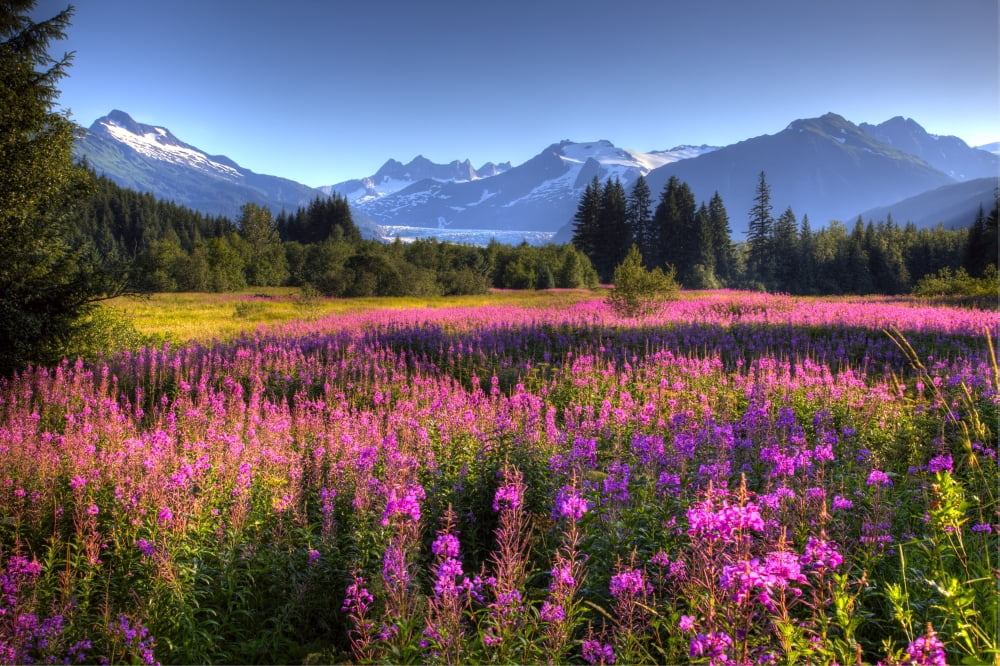 Scenic View Of The Mendenhall Glacier With A Field Of Fireweed In The Foreground Southeast Alaska Hdr Image Canvas Art - Michael Criss Design Pics (17 x 11)