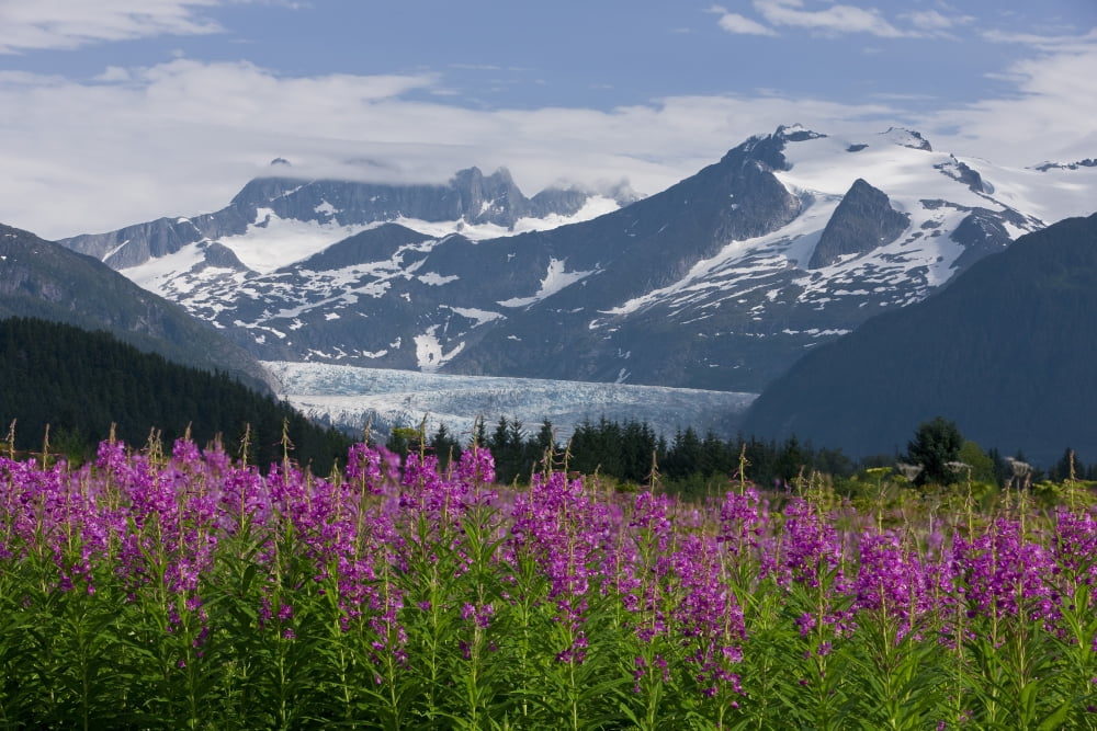 Scenic View Of Mendenhall Glacier With Fireweed In The Foreground Tongass National Forest In Southeast Alaska During Summer Canvas Art - John Hyde Design Pics (34 x 22)