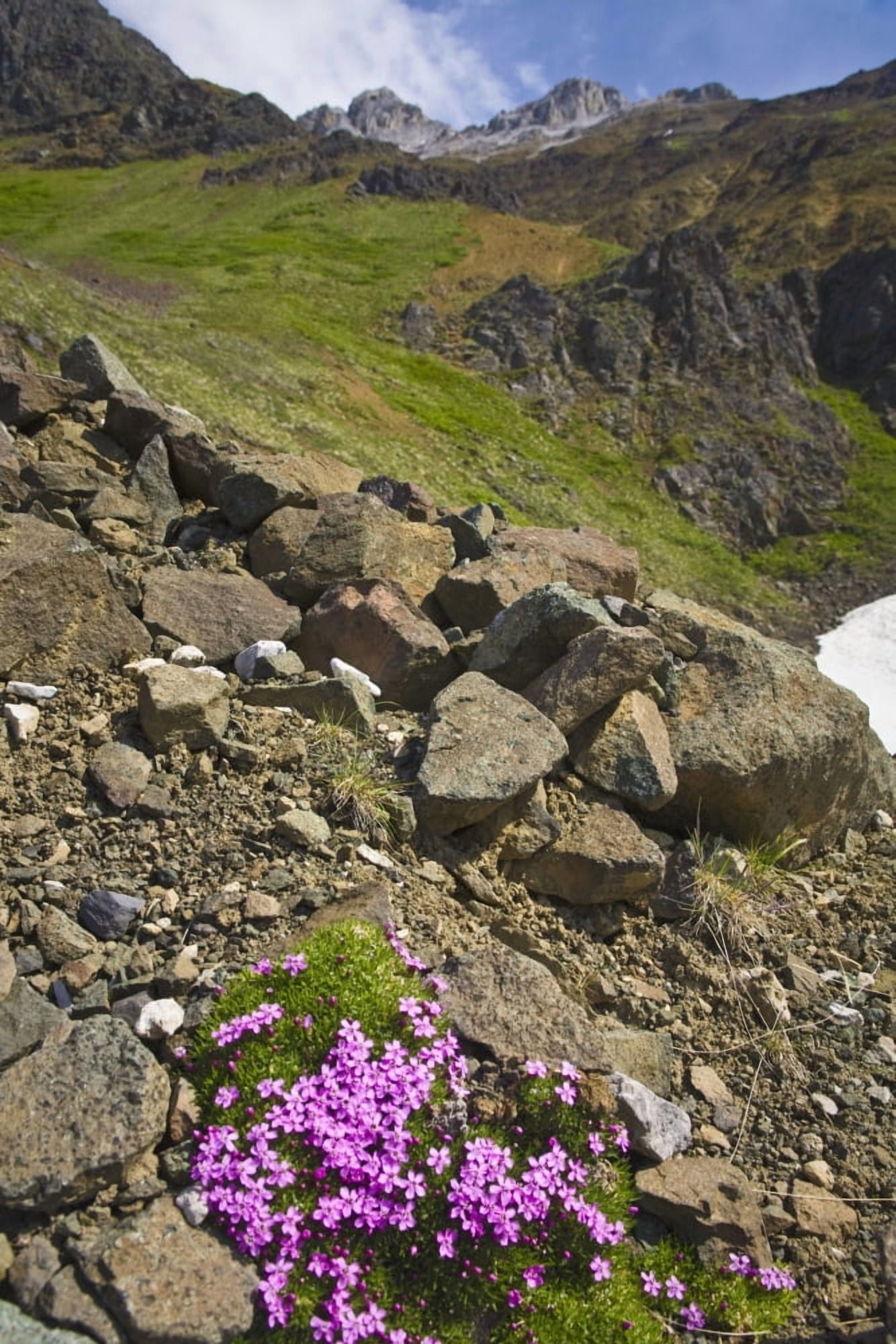 Scenic View Of Moss Campion Wildflowers Growing Above Root Glacier In Wrangell-StElias National Park Alaska Canvas Art - Jim Kohl Design Pics (24 x 38)