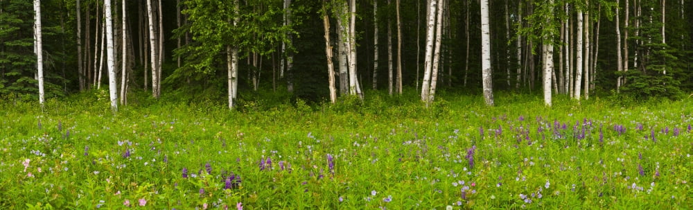 Scenic View Of A Birch Forest And Lupine Meadow Eagle River Valley Chugach State Park Alaska Canvas Art - Michael DeYoung Design Pics (25 x 7)