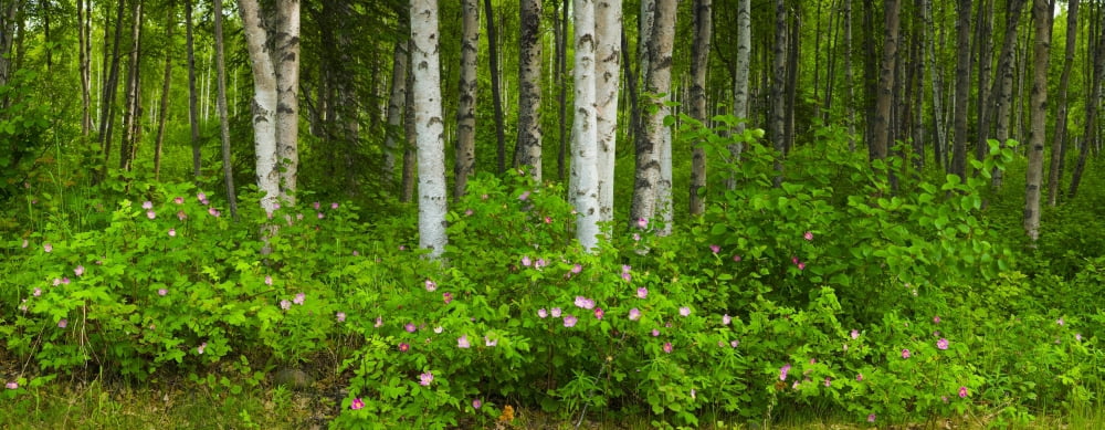 Scenic View Of A Birch Forest And Wild Roses In Bloom Eagle River Valley Chugach State Park Alaska Canvas Art - Michael DeYoung Design Pics (22 x 8)