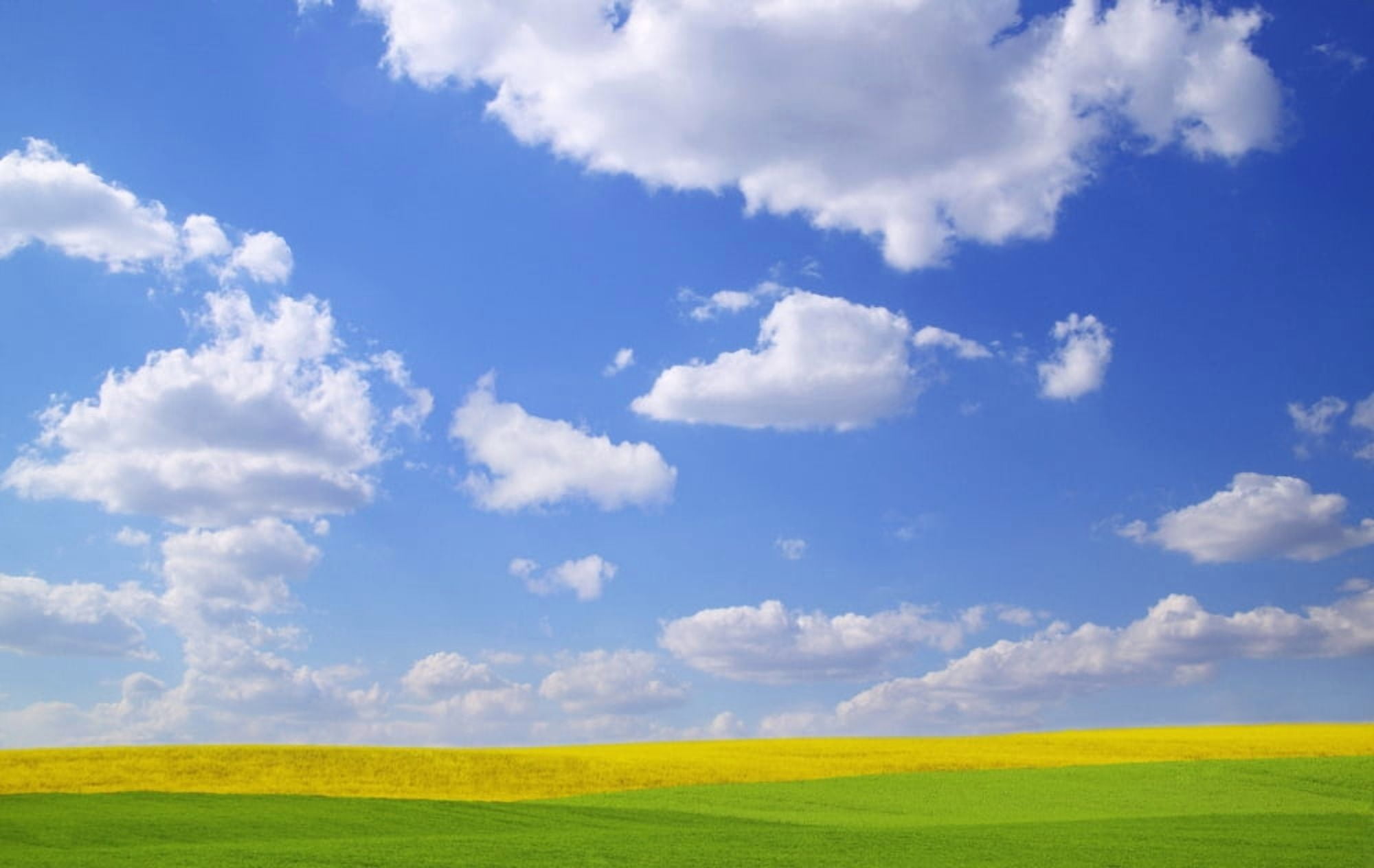 Scenic View Of Meadow And Canola Crop Canvas Art - Don Hammond Design Pics (17 x 11)