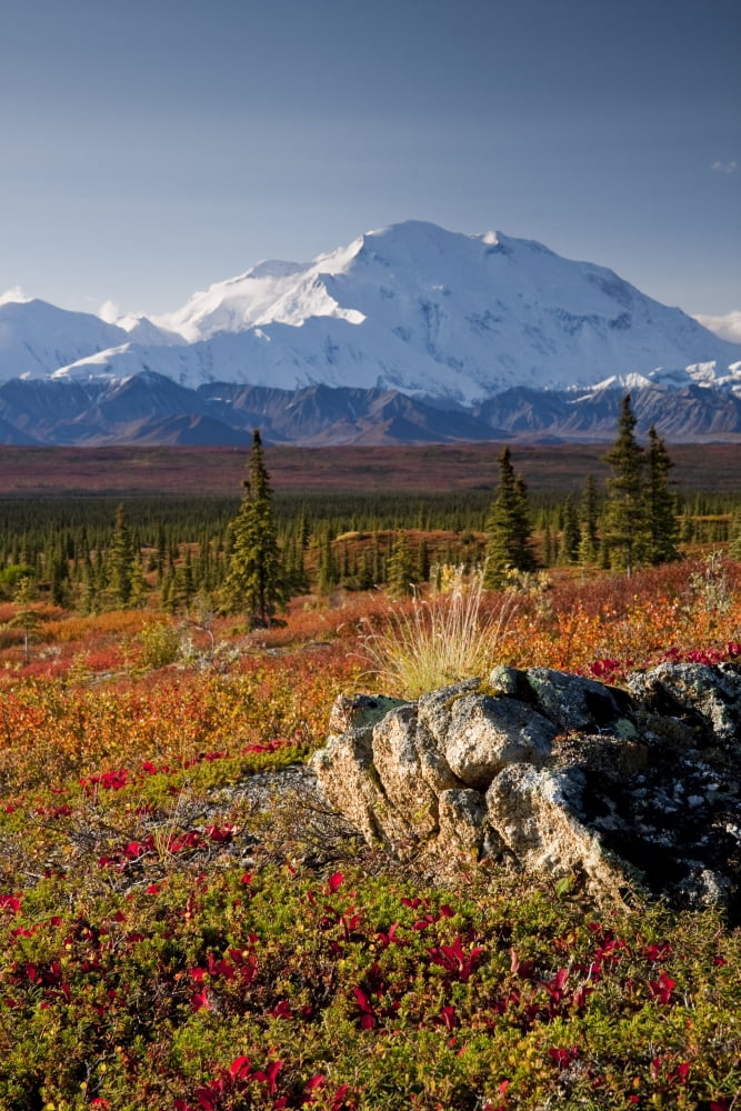 Scenic View Of Mt Mckinley During Autumn Denali National Park Interior Alaska Canvas Art - Lynn Wegener Design Pics (22 x 34)