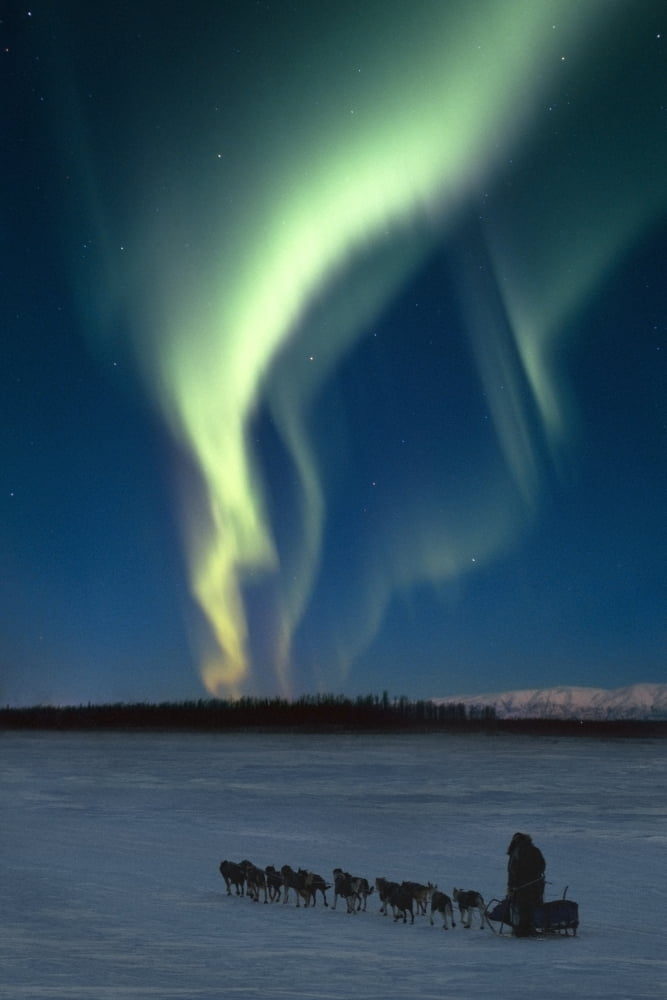 Scenic View Of Musher With Northern Lights Overhead Alaska Winter Composite Canvas Art - Composite Image Design Pics (11 x 17)