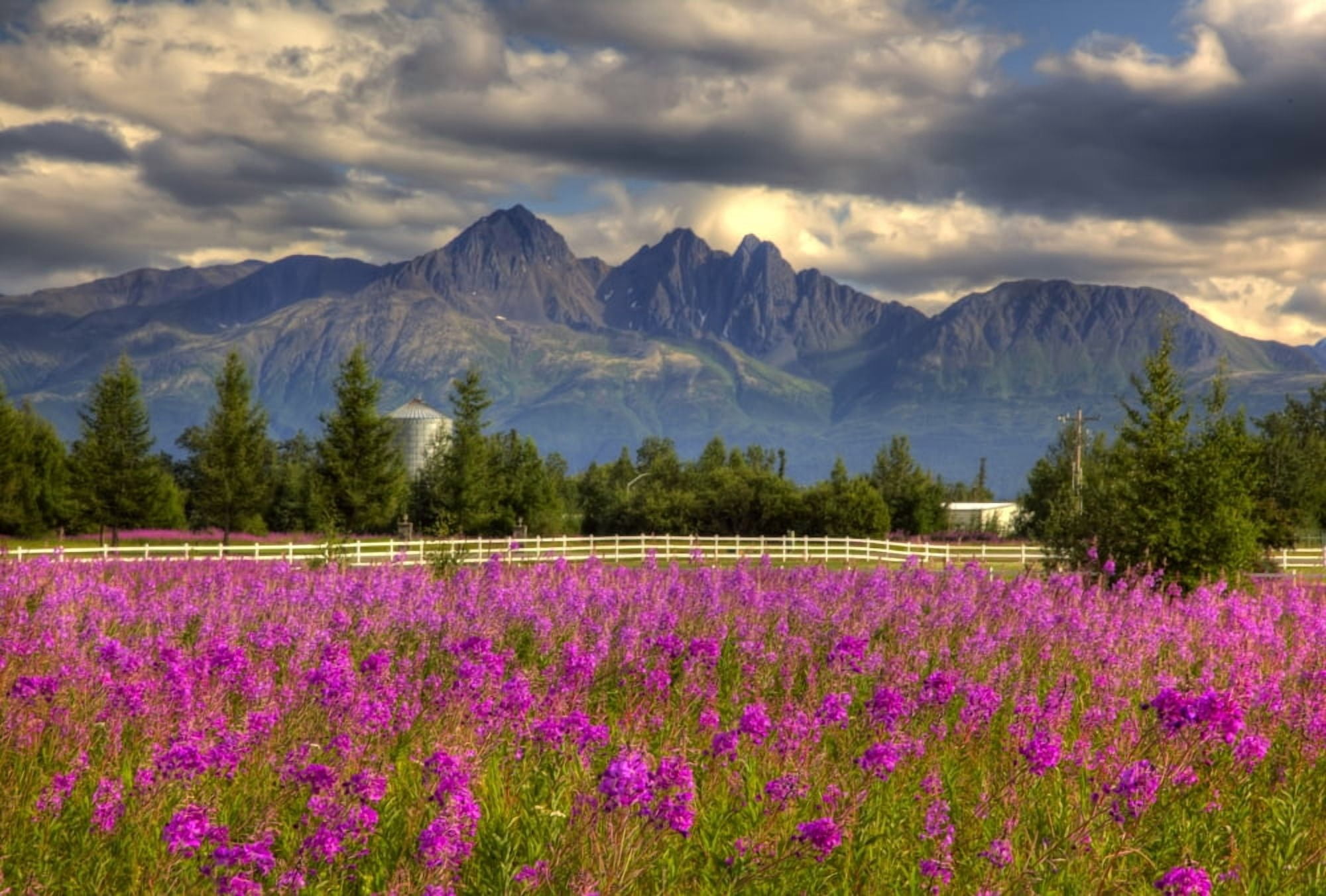 Scenic View Of Pioneer Peak With Fireweed In The Foreground Palmer Alaska Hdr Image Canvas Art - Michael Criss  Design Pics (34 x 22)