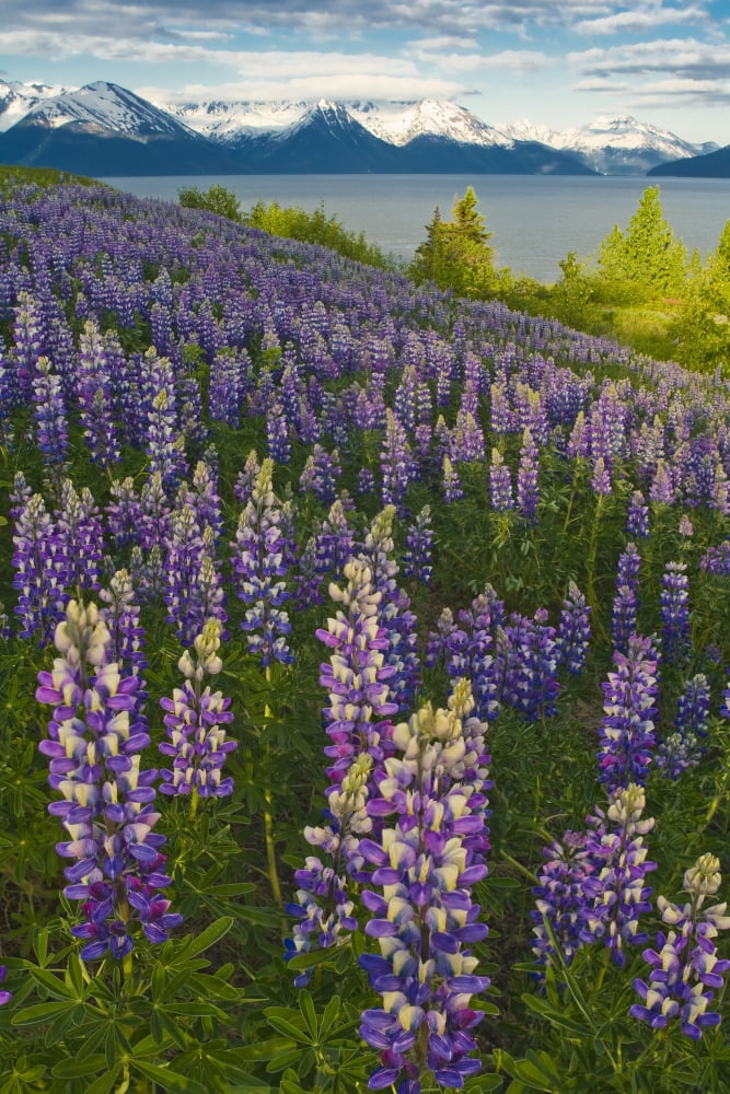 Scenic View Of Turnagain Arm And Chugach Mountains Near Bird Point With Lupine Meadow In The Foreground Southcentral Alaska Canvas Art - Michael DeYoung Design Pics (22 x 34)