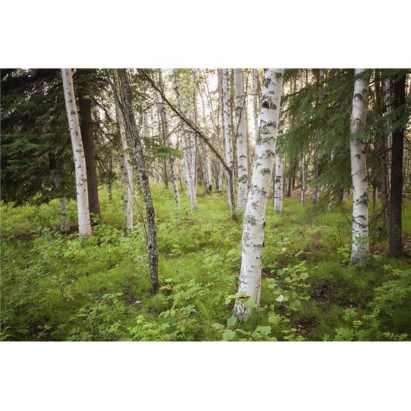 Scenic View of Trees & Forest Understory at Chena Lakes Recreation Area Interior Alaska Poster Print - 38 x 24 in. - Large