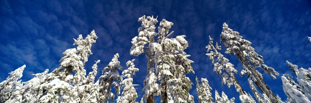 Scenic Winter Grouse Mtn North Vancouver Bc Canvas Art - Ron Watts Design Pics (36 x 12)