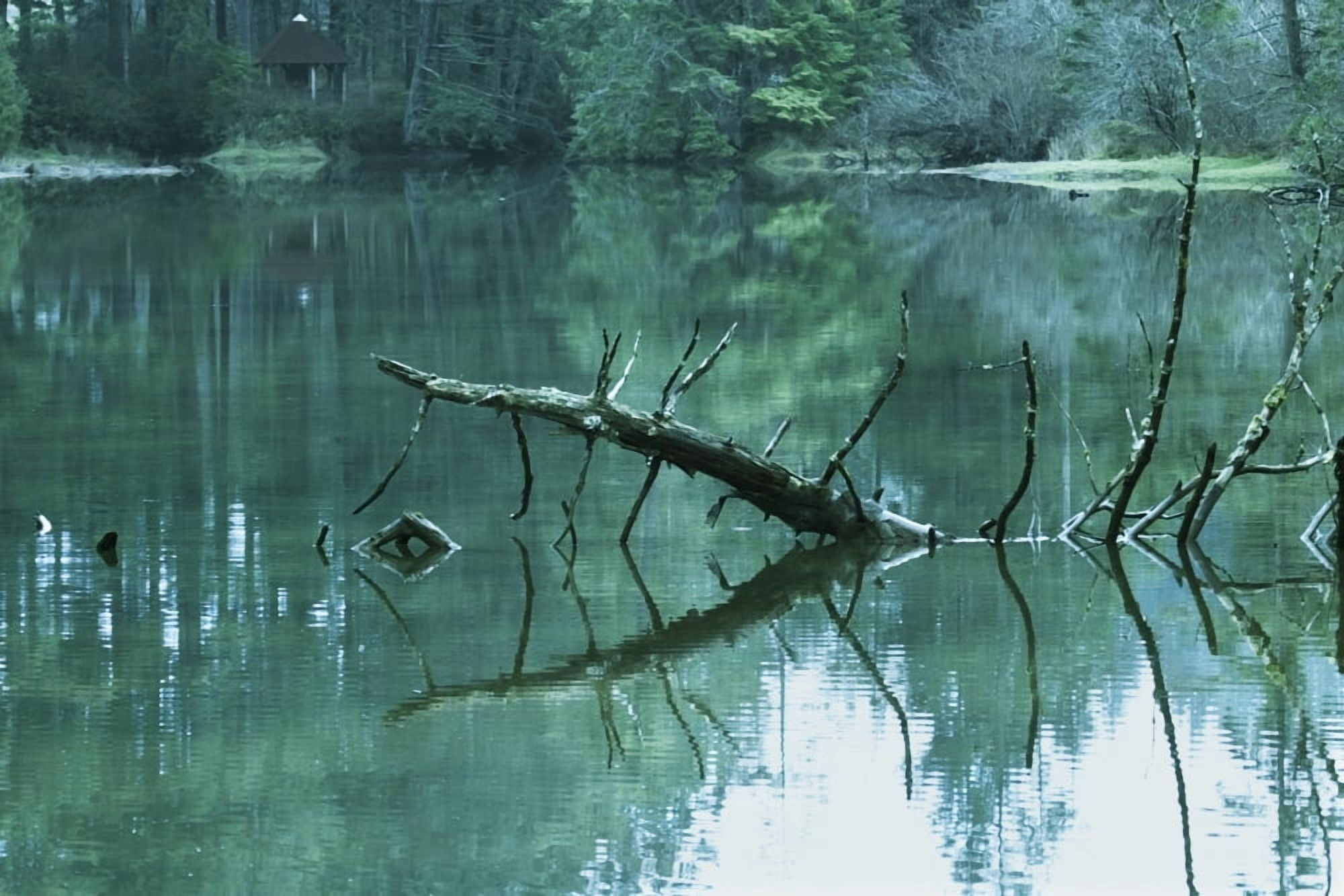Scenic Woodland Lake Canvas Art - Raven Regan Design Pics (17 x 11)
