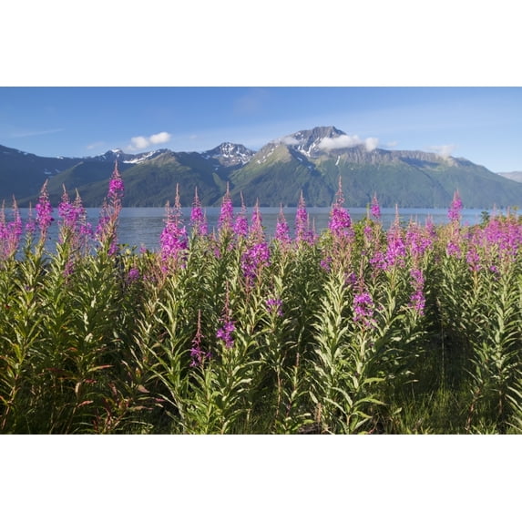 Scenic landscape of Fireweed with the Kenai Mountains and Turnagain Arm in the background Southcentral Alaska summer P