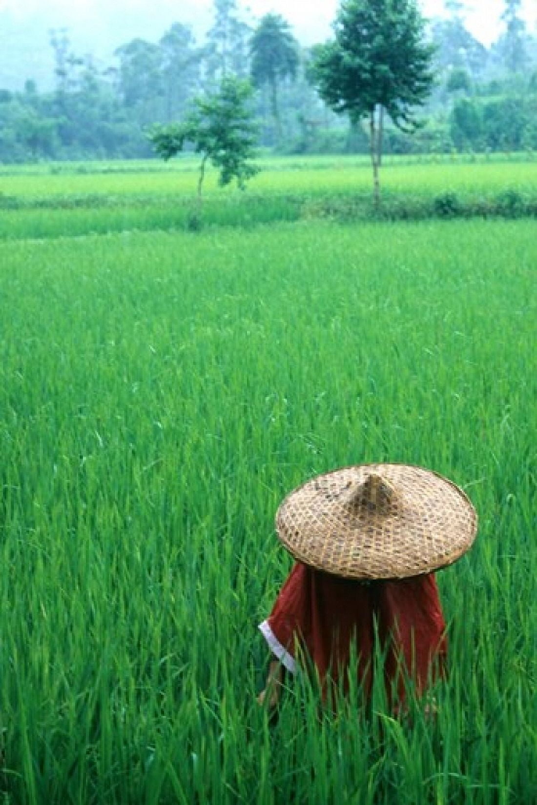 Scenic of Rice Fields and Farmer on Yangtze River China Canvas Art - Bill Bachmann DanitaDelimont (25 x 37)
