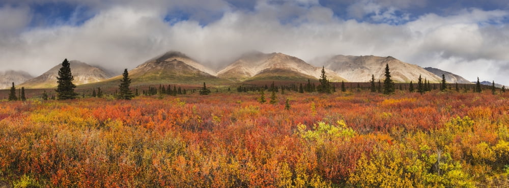 Scenic panorama of fog lifting on the Alaska Range Denali National Park Interior Alaska Autumn Canvas Art - Carl Johnson Design Pics (35 x 13)