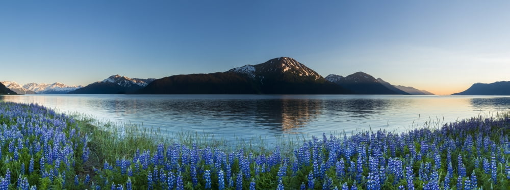 Scenic panorama view of Lupine along Turnagain Arm Chugach State Park Southcentral Alaska Canvas Art - Michael DeYoung Design Pics (35 x 13)