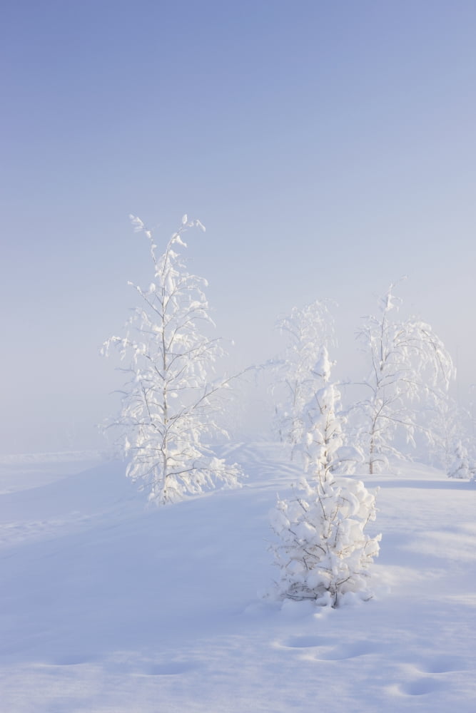 Scenic view of Birch trees in fog at sunrise North Pole Interior Alaska Winter Canvas Art - Kevin Smith Design Pics (24 x 38)