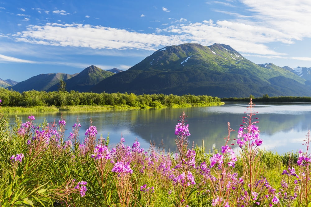 Scenic view of Fireweed and Portage Creek Portage Valley Chugach Mountains Southcentral Alaska Canvas Art - Michael DeYoung Design Pics (38 x 24)