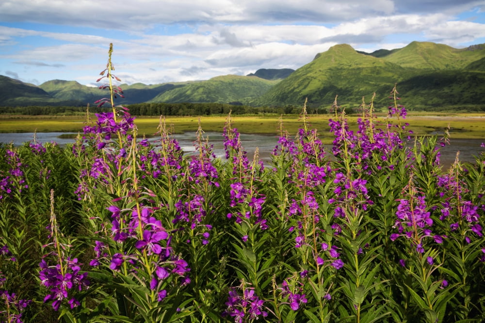 Scenic view of Kodiak Island with Fireweed in the foreground Southwest Alaska summer Canvas Art - Marion Owen Design Pics (19 x 12)