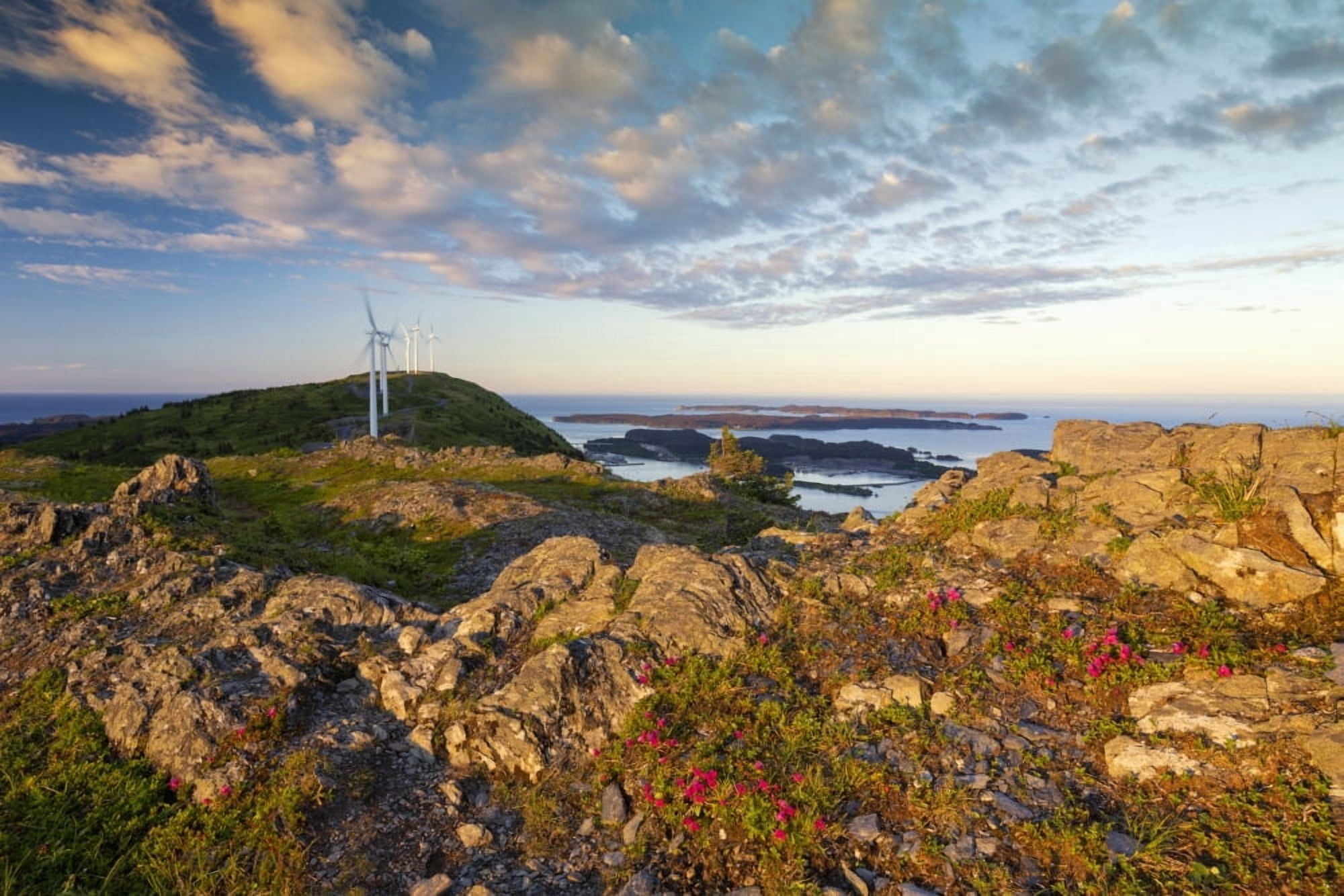 Scenic view of Kodiak Island with Kamchatka rhododendrons in the foreground Southwest Alaska summer Canvas Art - Marion Owen Design Pics (19 x 12)