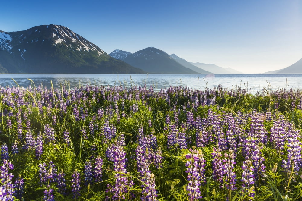 Scenic view of Lupine wildflowers along Turnagain Arm Chugach State Park Southcentral Alaska Canvas Art - Michael DeYoung Design Pics (38 x 24)