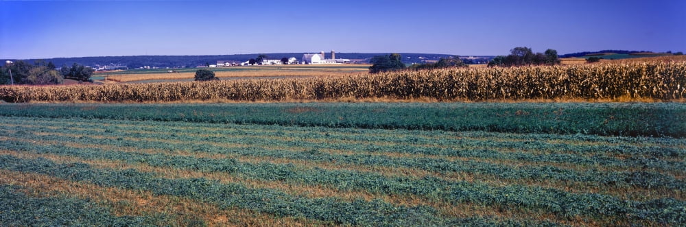 Scenic view of a farm Pennsylvania Dutch Country Lancaster County Pennsylvania USA Canvas Art - Panoramic Images (36 x 12)