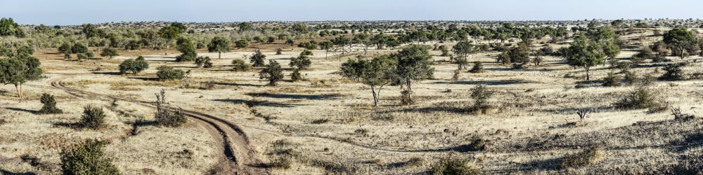 Scenic view of a landscape Mashatu Game Reserve Botswana Canvas Art - Panoramic Images (48 x 12)