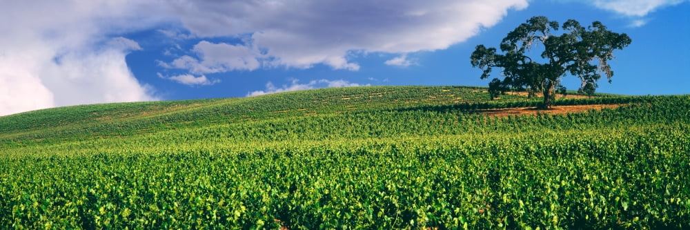 Scenic view of a vineyard Paso Robles San Luis Obispo County California USA Canvas Art - Panoramic Images (6 x 18)