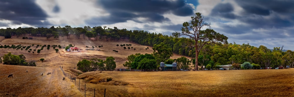 Scenic view of field against cloudy sky Western Australia Australia Canvas Art - Panoramic Images (6 x 18)