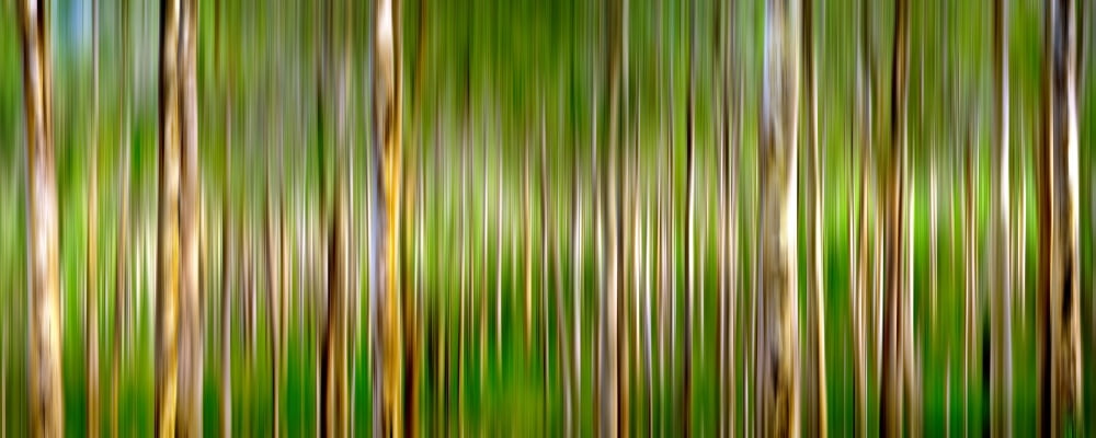 Scenic view of trees in a forest Boranup Karri Forest Western Australia Australia Canvas Art - Panoramic Images (6 x 15)