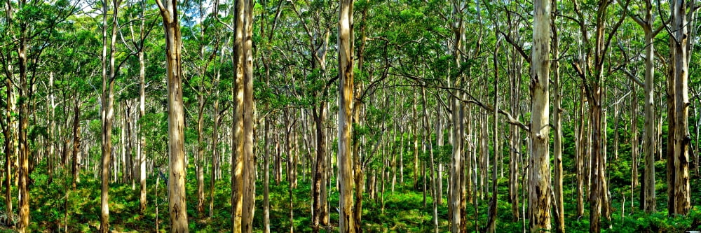 Scenic view of trees in a forest Boranup Karri Forest Western Australia Australia Canvas Art - Panoramic Images (6 x 18)