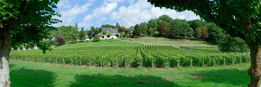 Scenic view of vineyard Vouvray Noizay Indre-et-Loire Loire Valley France Canvas Art - Panoramic Images (12 x 36)