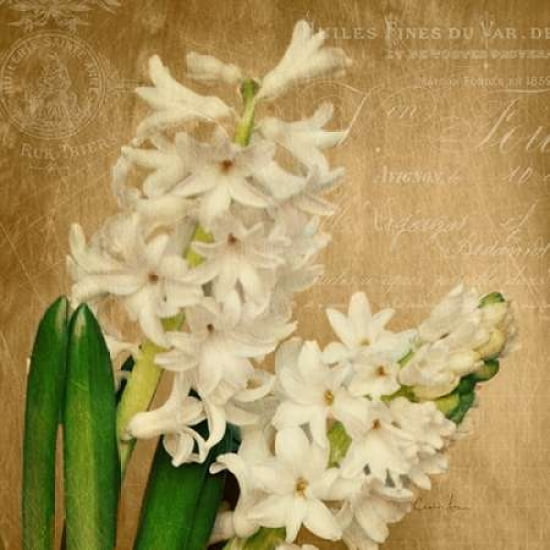 Scent of A Flower Canvas Art - Cristin Atria (24 x 24)