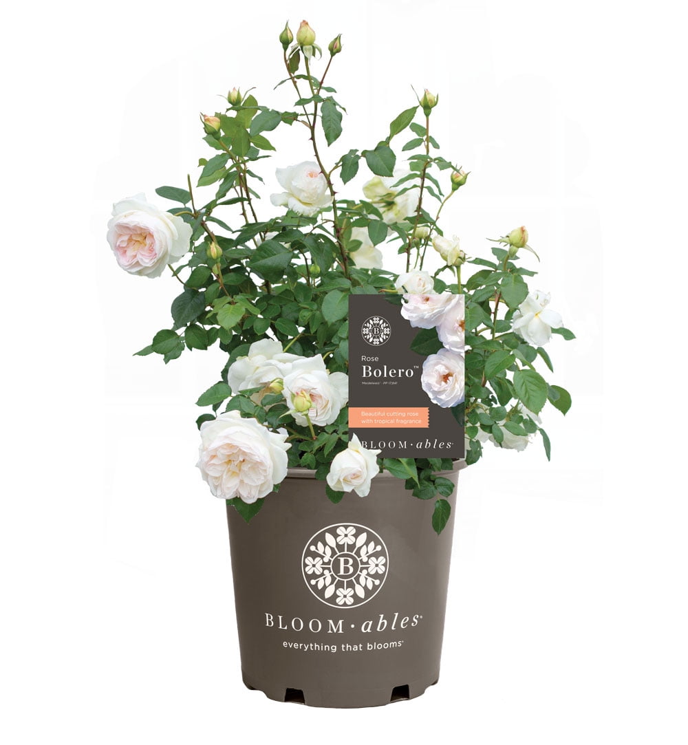 National Plant Network Bareroot Scentables Bolero Floribunda Rose Bush with White Flowers (2-pack)