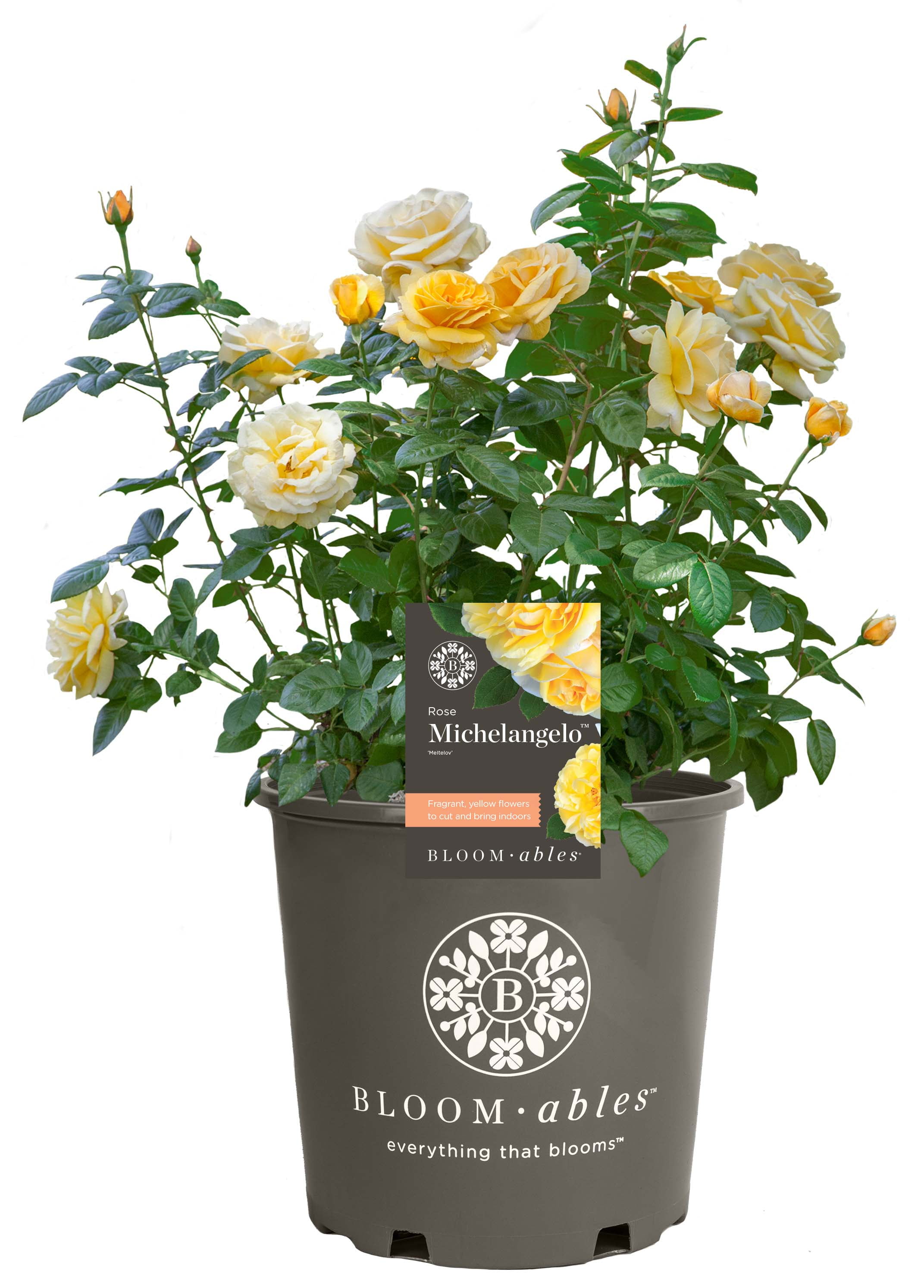 Scentables™ Live Bareroot Michelangelo ™ Hybrid Tea Rose with Full Sunlight - 2 Piece