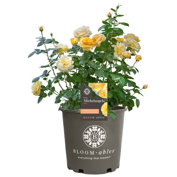 Scentables Live Bareroot Michelangelo Hybrid Tea Rose with Full Sunlight - 2 Piece