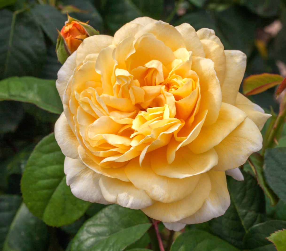 Scentables™ Live Bareroot Romantica® Moonlight Hybrid Tea Rose with Full Sunlight - 2 Piece