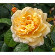 Scentables™ Live Bareroot Romantica® Moonlight Hybrid Tea Rose with Full Sunlight - 2 Piece