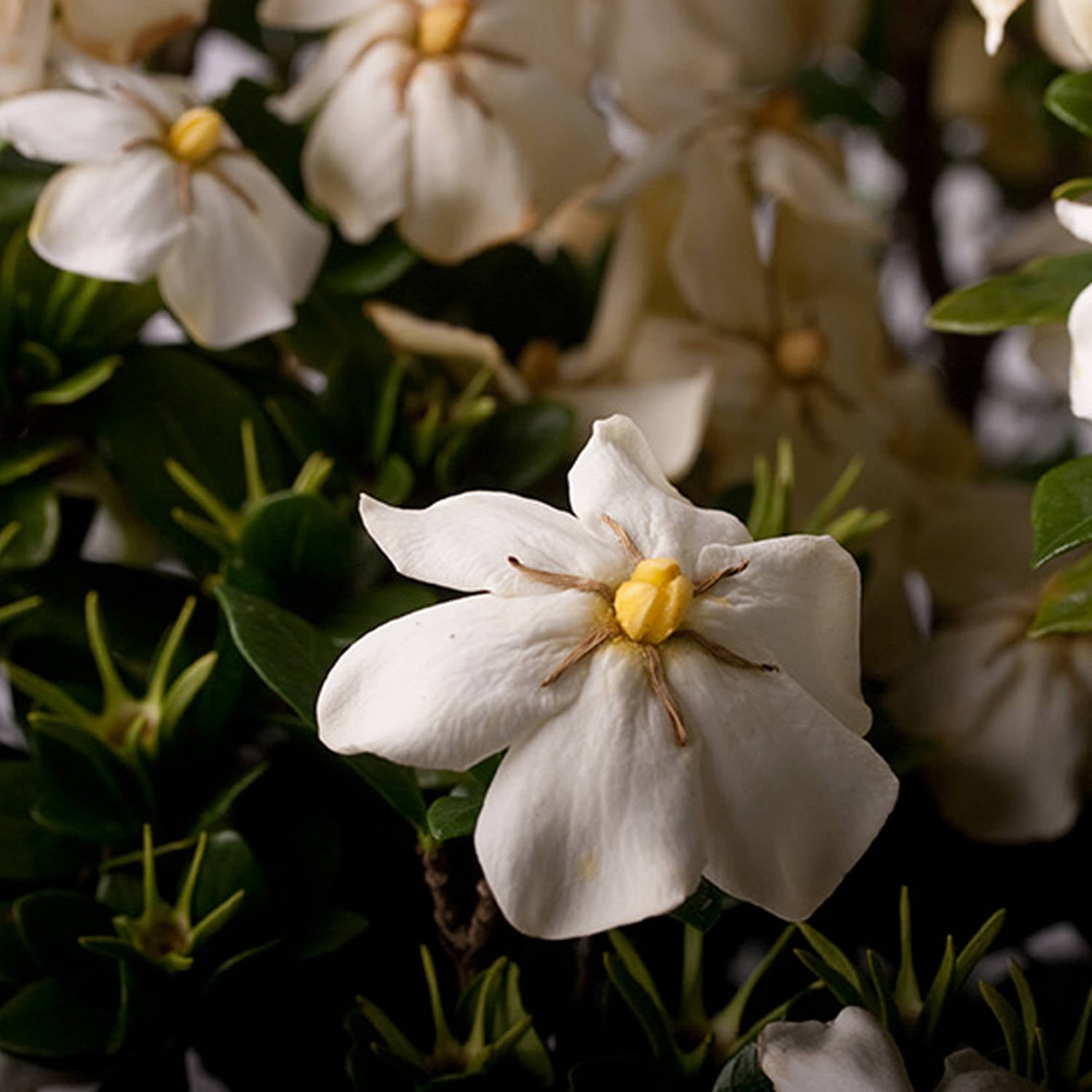 Southern Living Scentamazing Gardenia Live Shrub in 2-Gallon Grower Pot