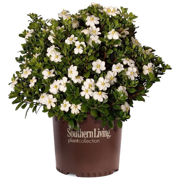 Southern Living Scentamazing Gardenia Live Shrub in 2-Gallon Grower Pot