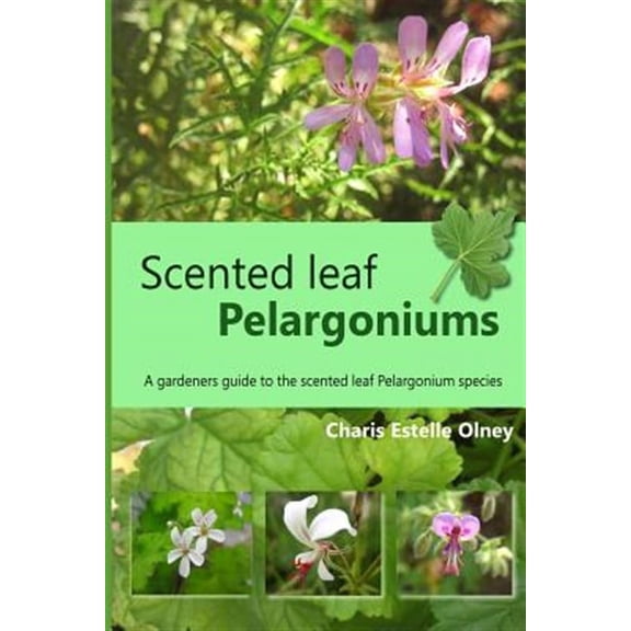 Scented leaf pelargoniums: A gardeners guide to the scented leaf pelargonium species (Paperback)