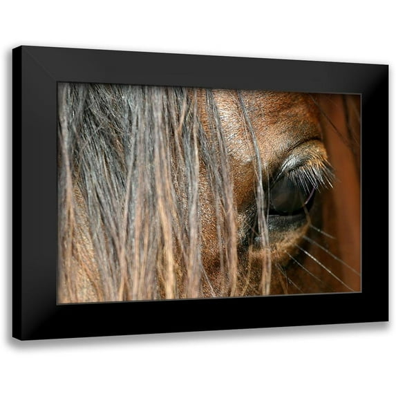 Schalke, Melissa 24x17 Black Modern Framed Museum Art Print Titled - Beautiful close-up of a Horse