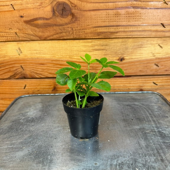 Schefflera Arboricola, 2" Plant, The Plant Farm