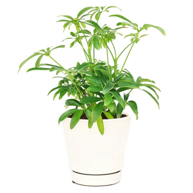 Schefflera Arboricola (4" Minimalist Pot) Dwarf Umbrella Tree Live