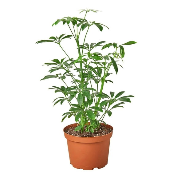 Schefflera Arboricola 'Umbrella', 3" Pot, Indoor Houseplant, Easy Care, Live Plant for Indoor & Outdoor