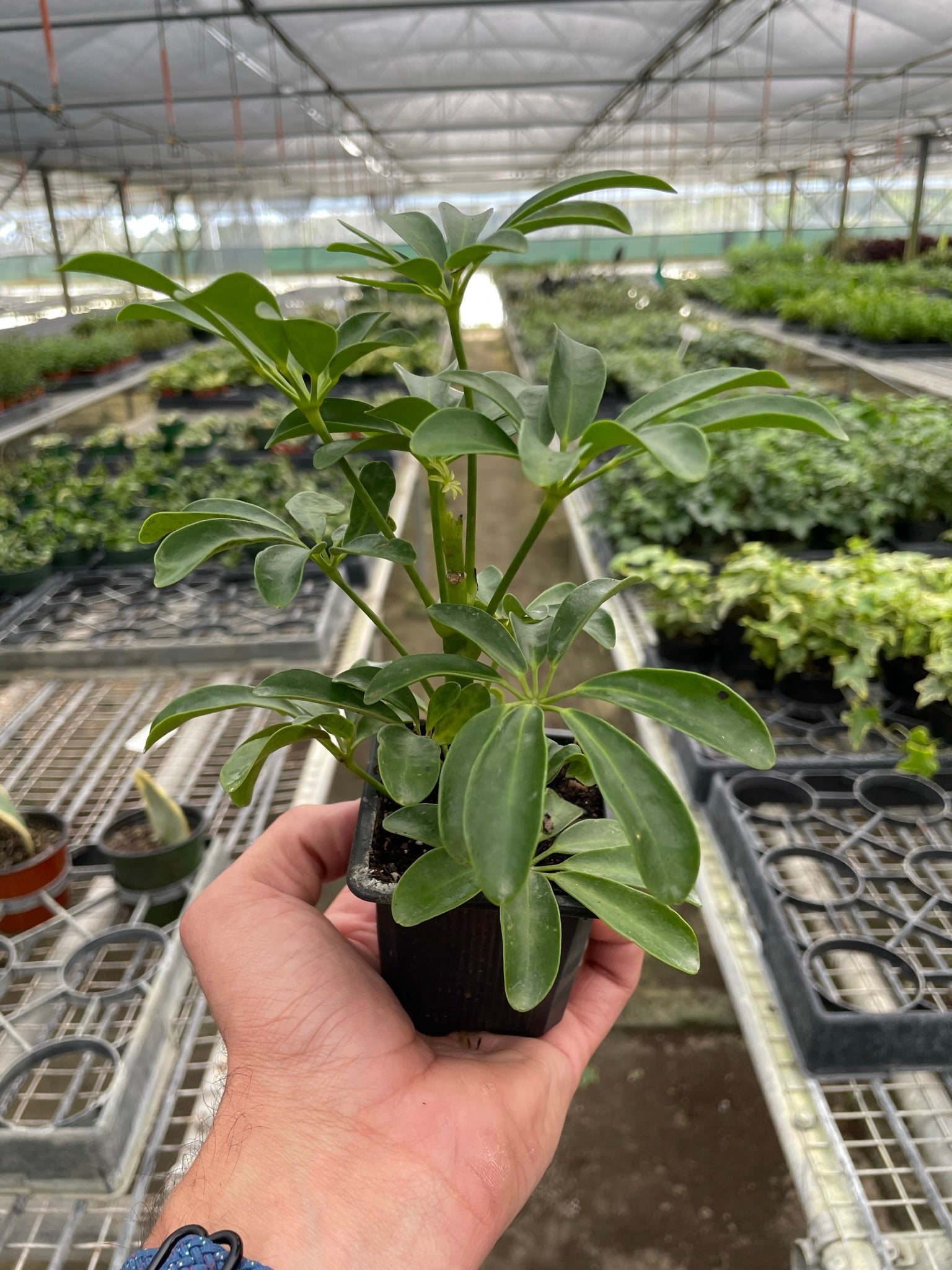 Schefflera Arboricola 'Umbrella', 3