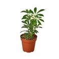 thumbnail image 1 of Schefflera Moonlight Live Plant for Indoor | Different Houseplants in 3'' Pot | Real House Plant for Living Room, Office, Desk & Bathroom | Dwarf Umbrella Tree, 1 of 5