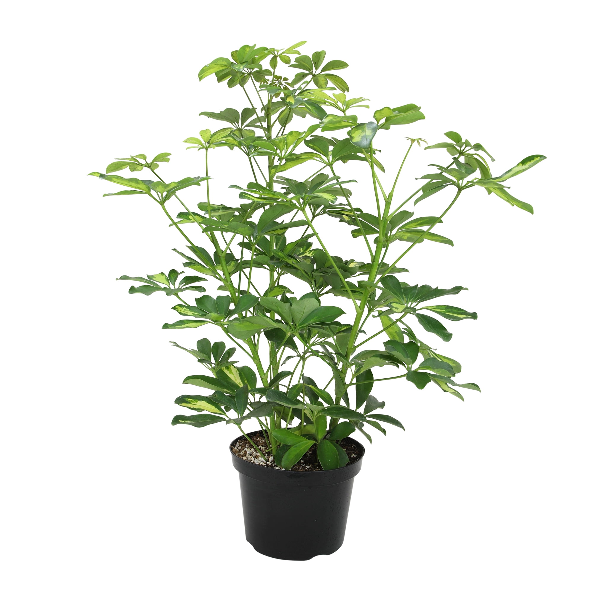 Schefflera in 8" Grower Pot, Air Purifying Live Plant, Grower's Choice Seasonal Selection