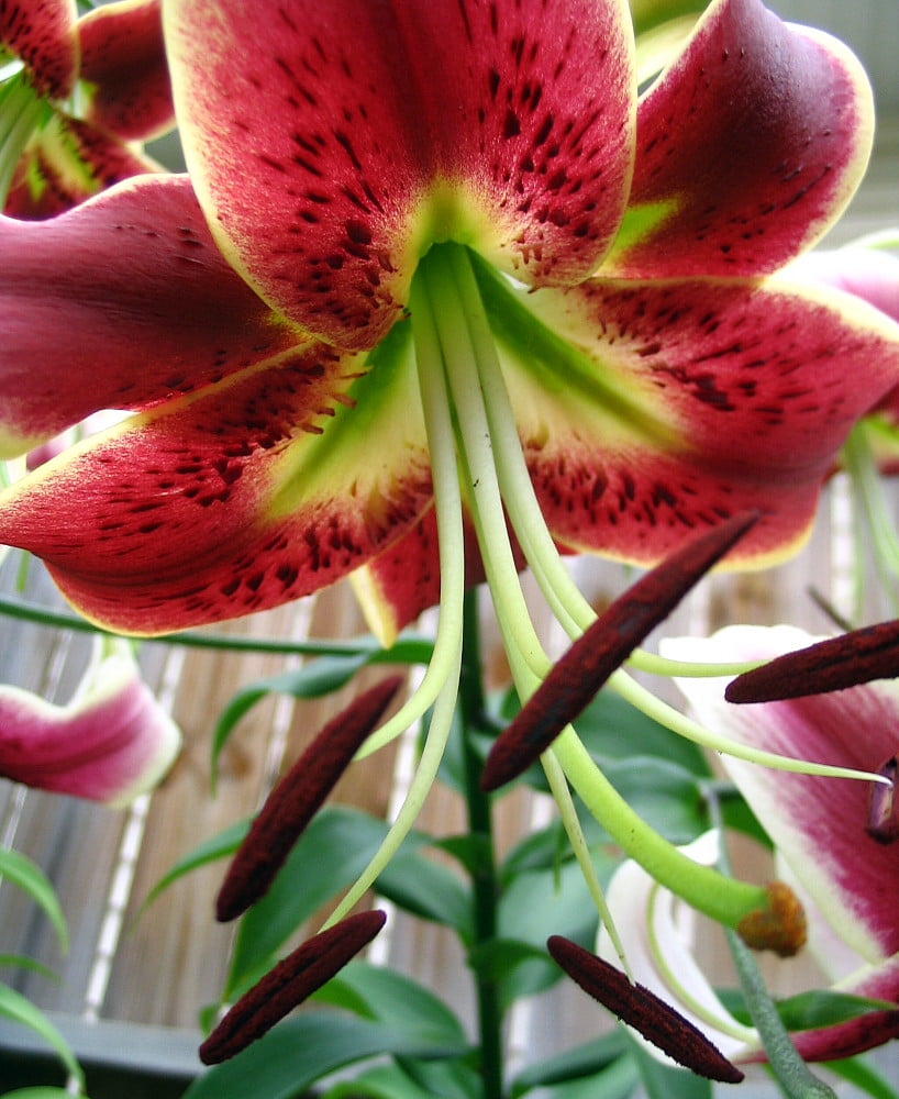 多様な Scheherazade O.T. Lily 3 Bulbs 14/16 cm - Deep Burgundy トライアルセット・サンプル