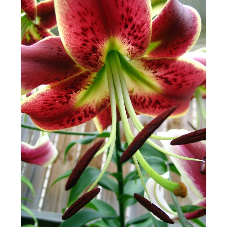 Longfield Gardens Lily Collections, 40-count | Costco