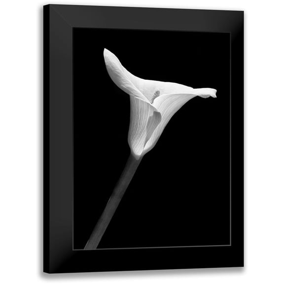 Schell, Jennie Marie 11x14 Black Modern Framed Museum Art Print Titled - Calla Lily Flower Black and White 1