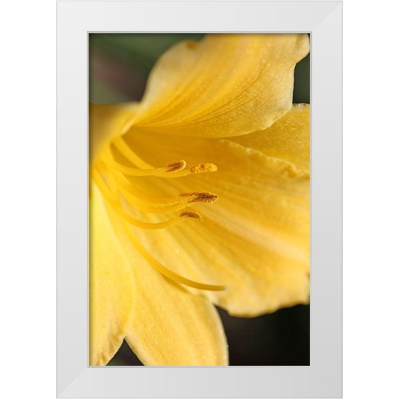 Schell, Jennie Marie 11x14 White Modern Wood Framed Museum Art Print Titled - Yellow Daylily Flower
