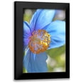 thumbnail image 1 of Schell, Jennie Marie 13x18 Black Modern Framed Museum Art Print Titled - Blue Himalayan Poppy Flower, 1 of 5